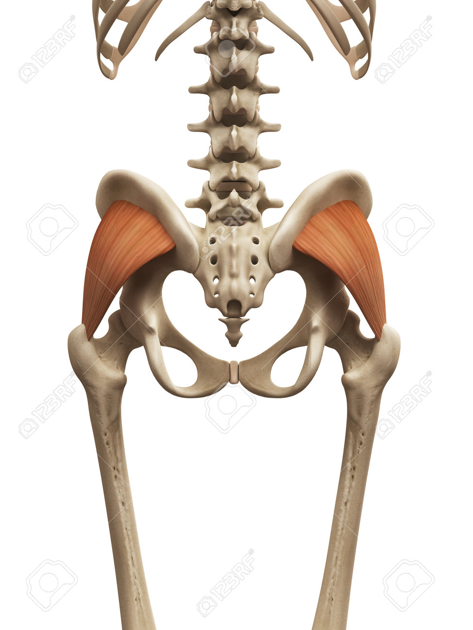 Muscle Anatomy The Gluteus Minimus Stock Photo, Picture Minimus