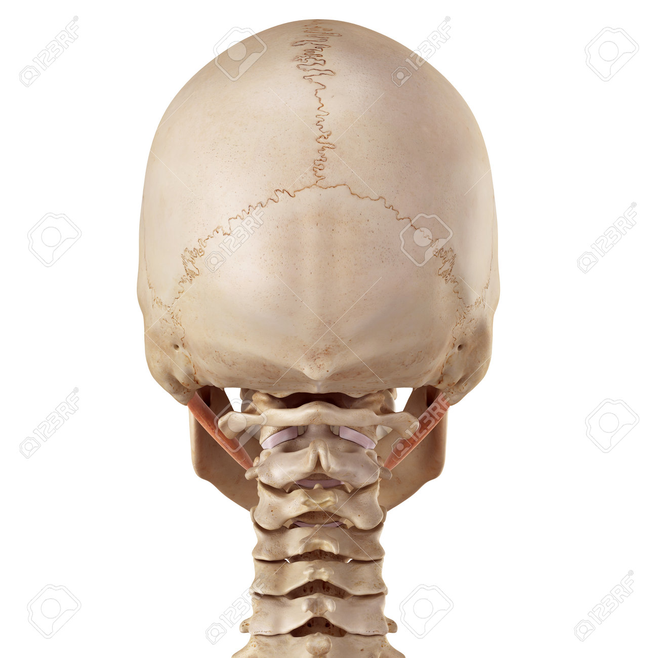 顎二腹筋の医療の正確なイラスト の写真素材 画像素材 Image