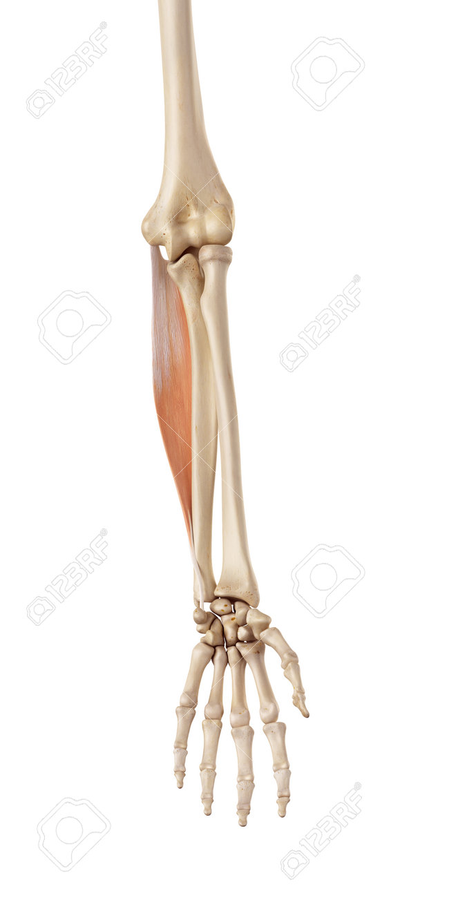 medical accurate illustration of the flexor carpi ulnaris stock