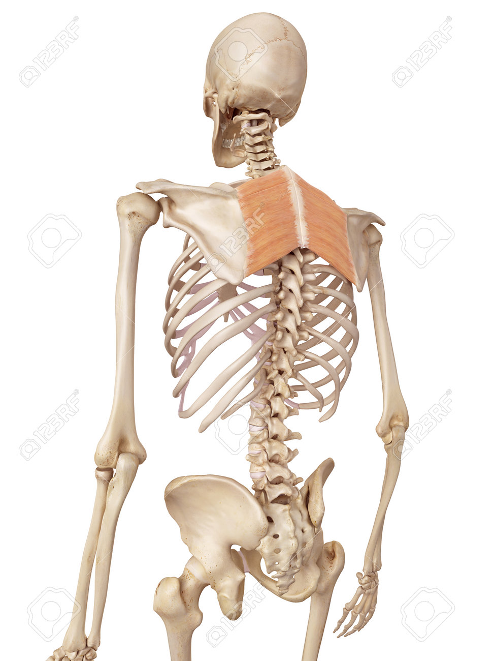 菱形筋の正確な医療のイラスト の写真素材 画像素材 Image