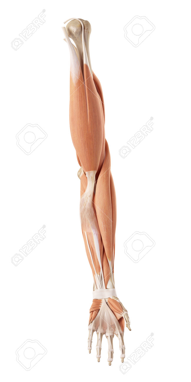 腕の筋肉の画像