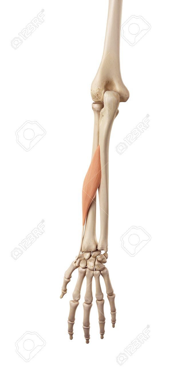 medical accurate illustration of the abductor pollicis longus stock