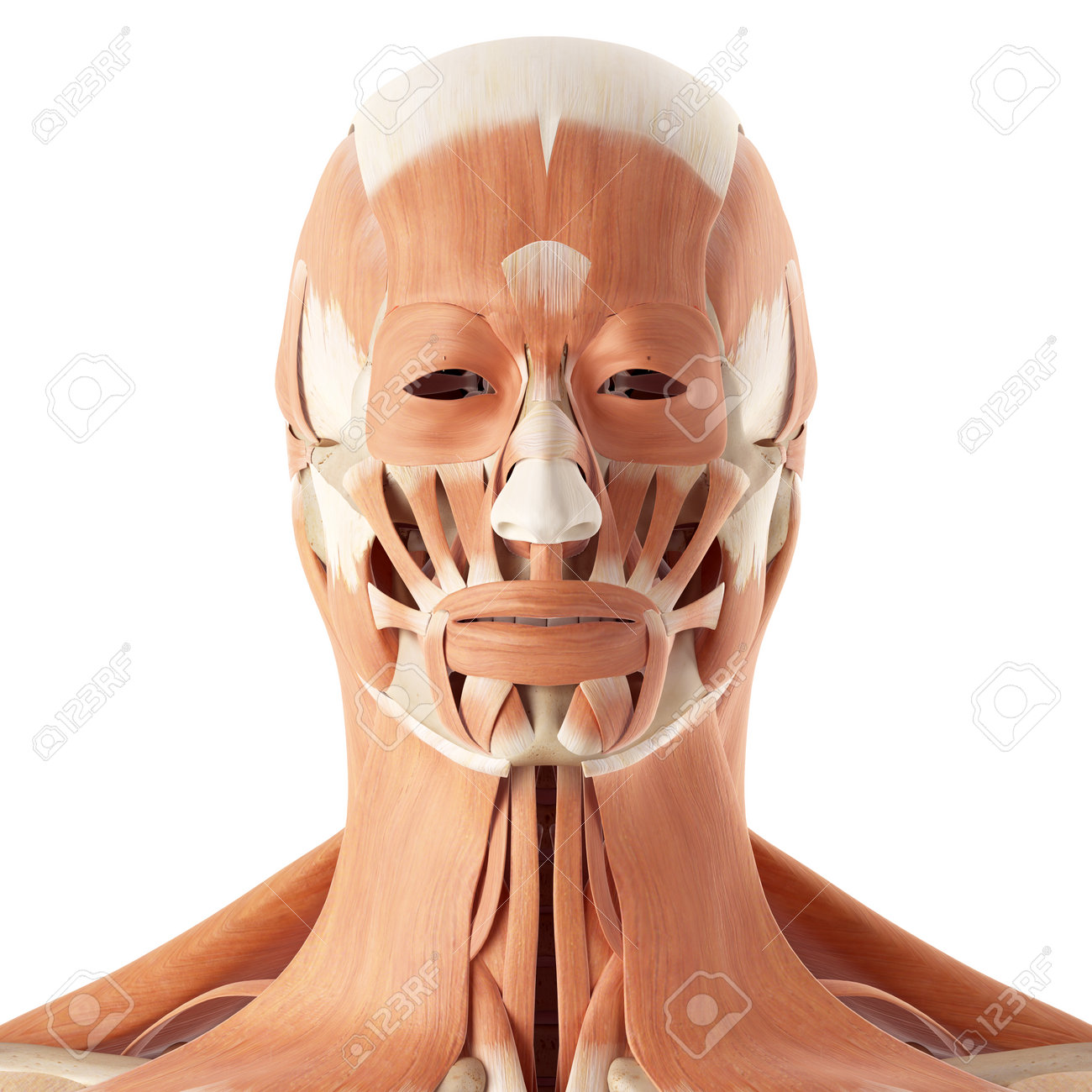 顔の筋肉の医療の正確なイラスト の写真素材 画像素材 Image