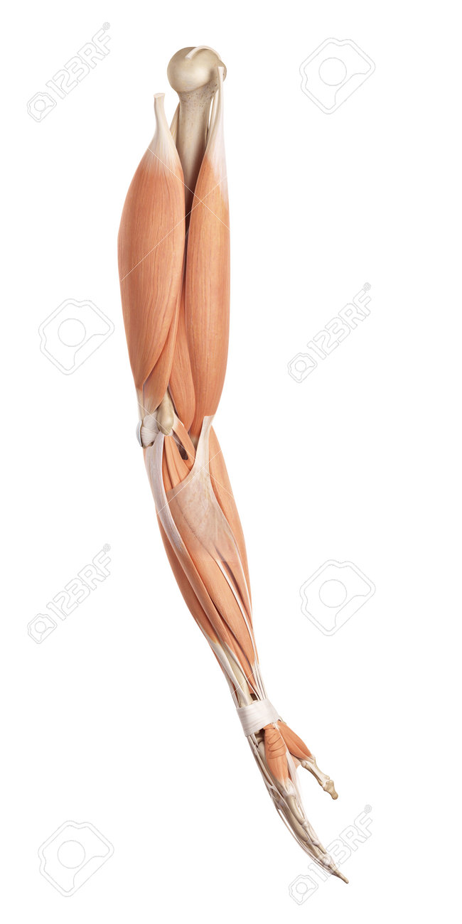 Medical Accurate Illustration Of The Arm Muscles Stock Photo Picture And Royalty Free Image Image