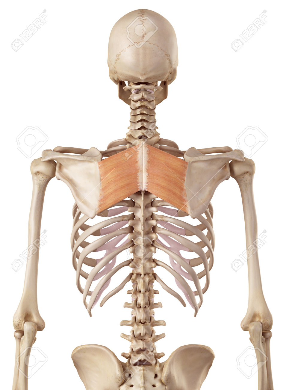 medical accurate illustration of the rhomboid major stock photo