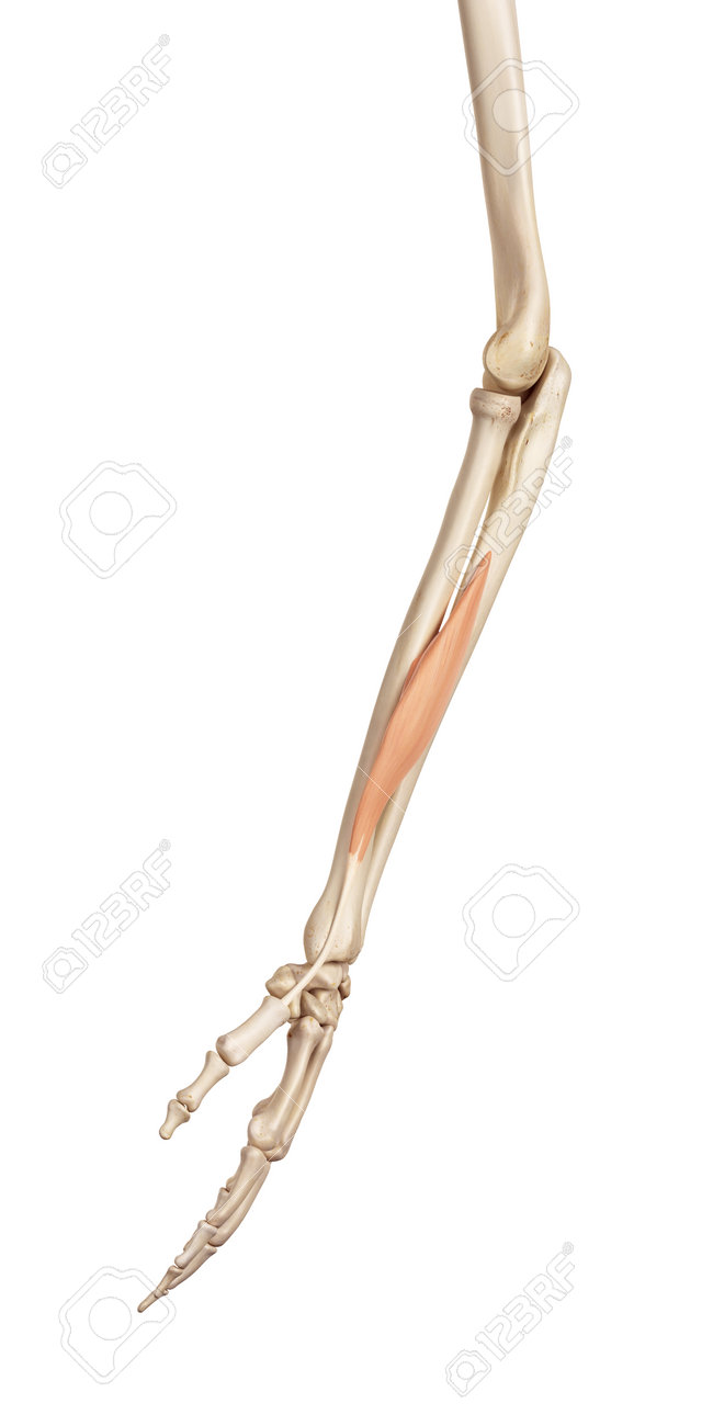 medical accurate illustration of the abductor pollicis longus stock