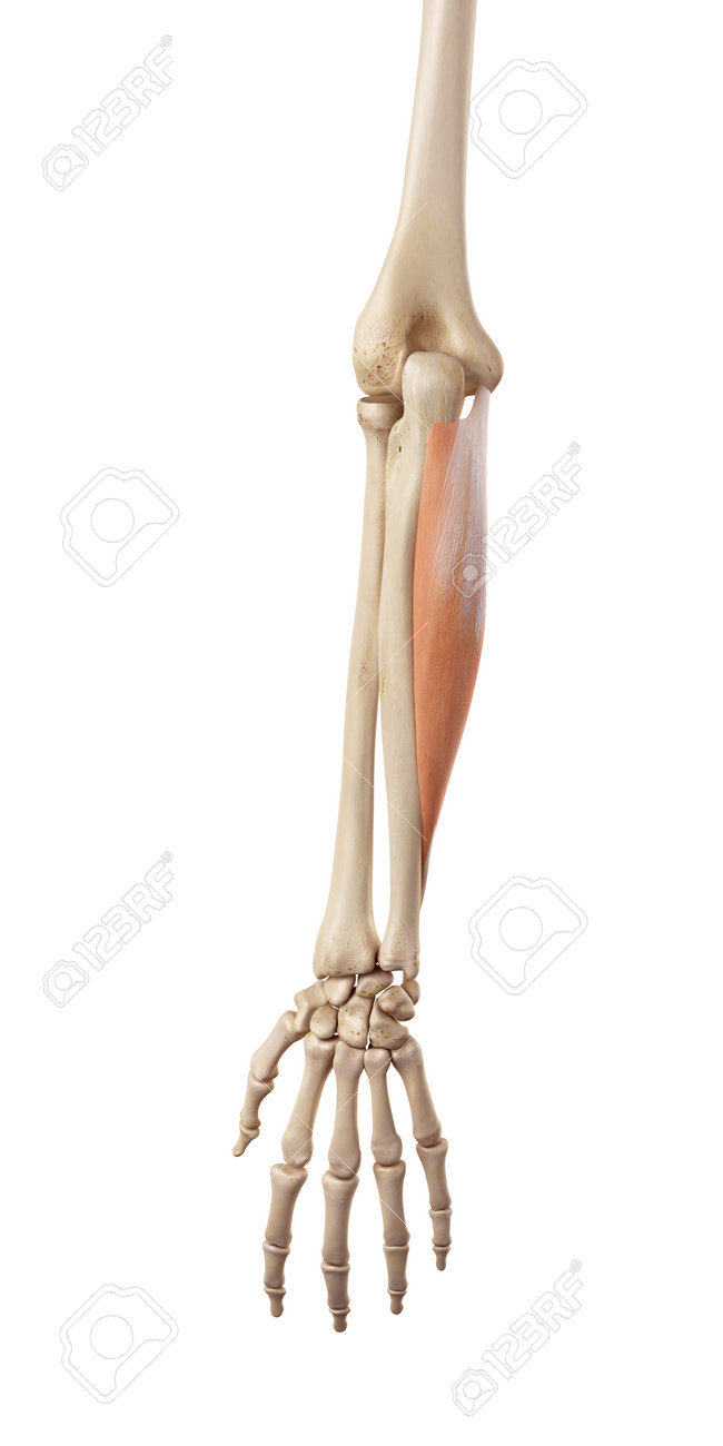medical accurate illustration of the flexor carpi ulnaris stock