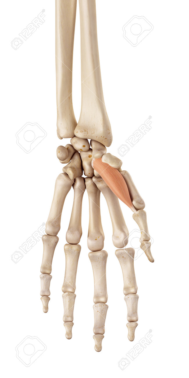 medical accurate illustration of