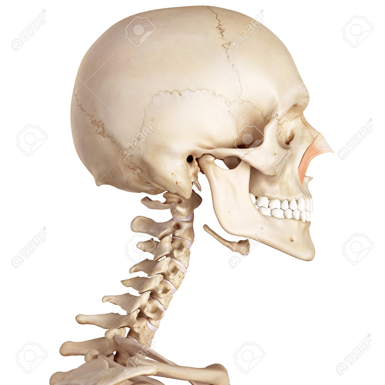 鼻の横の医療の正確なイラスト の写真素材 画像素材 Image