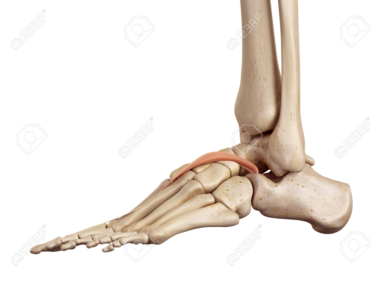 Medical Accurate Illustration Of The Extensor Hallucis Brevis Stock Photo,  Picture and Royalty Free Image. Image 42220211., image size:1300x975