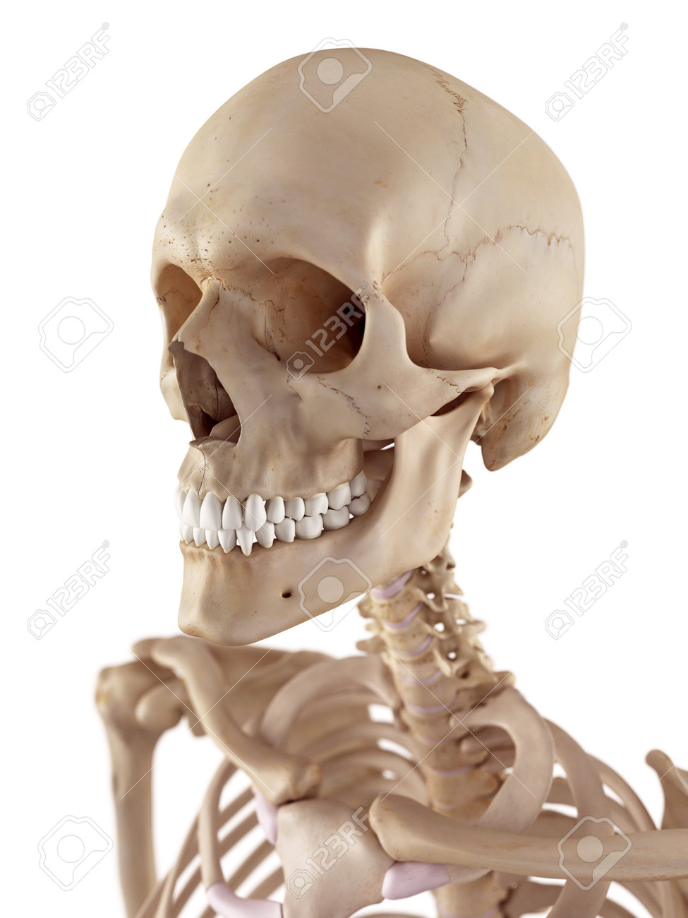 Medical Accurate Illustration Of The Skull And Neck Stock Photo Picture And Royalty Free Image Image