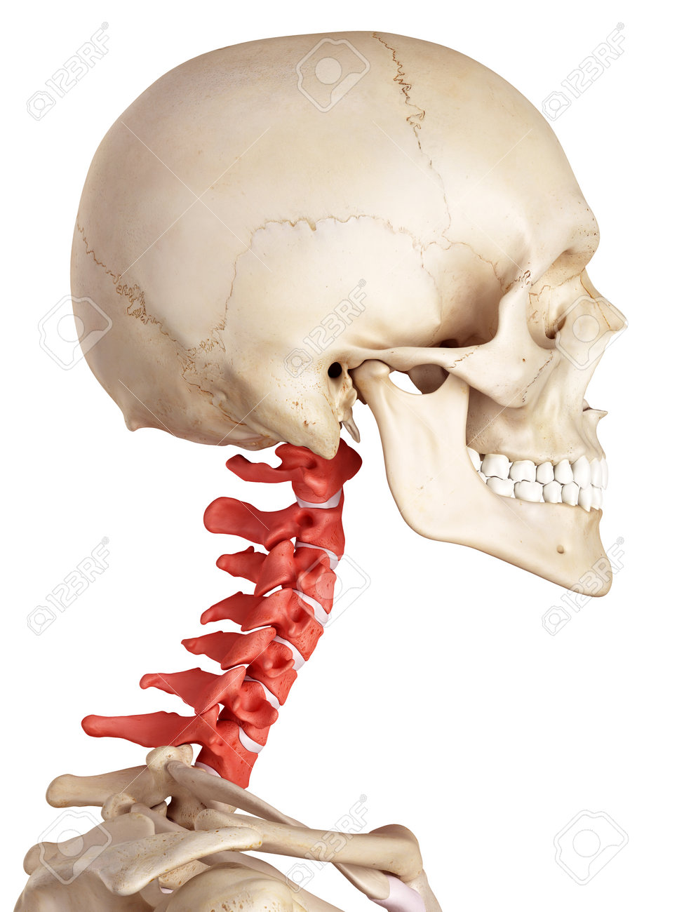 medical accurate illustration of the cervical spine stock photo