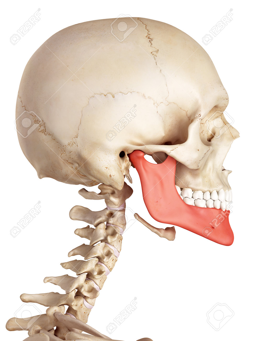 medical accurate illustration of the jaw bone - 42458791 medical accurate illustration of the jaw bone - 42458791
