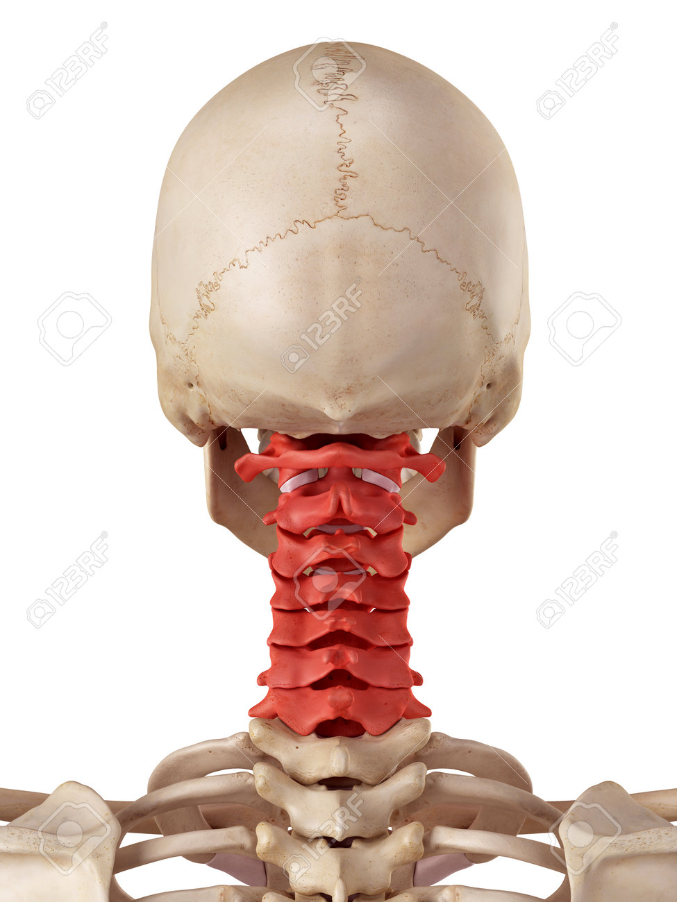 medical accurate illustration of the cervical spine stock photo
