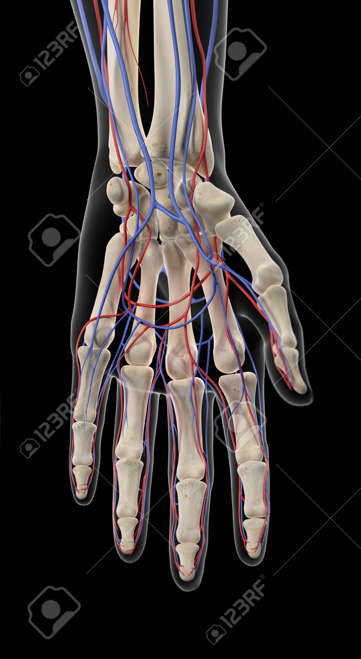 動脈と静脈の手の医学的に正確な図 の写真素材 画像素材 Image