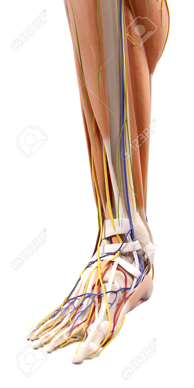 足の解剖学の医学的に正確な図 の写真素材 画像素材 Image