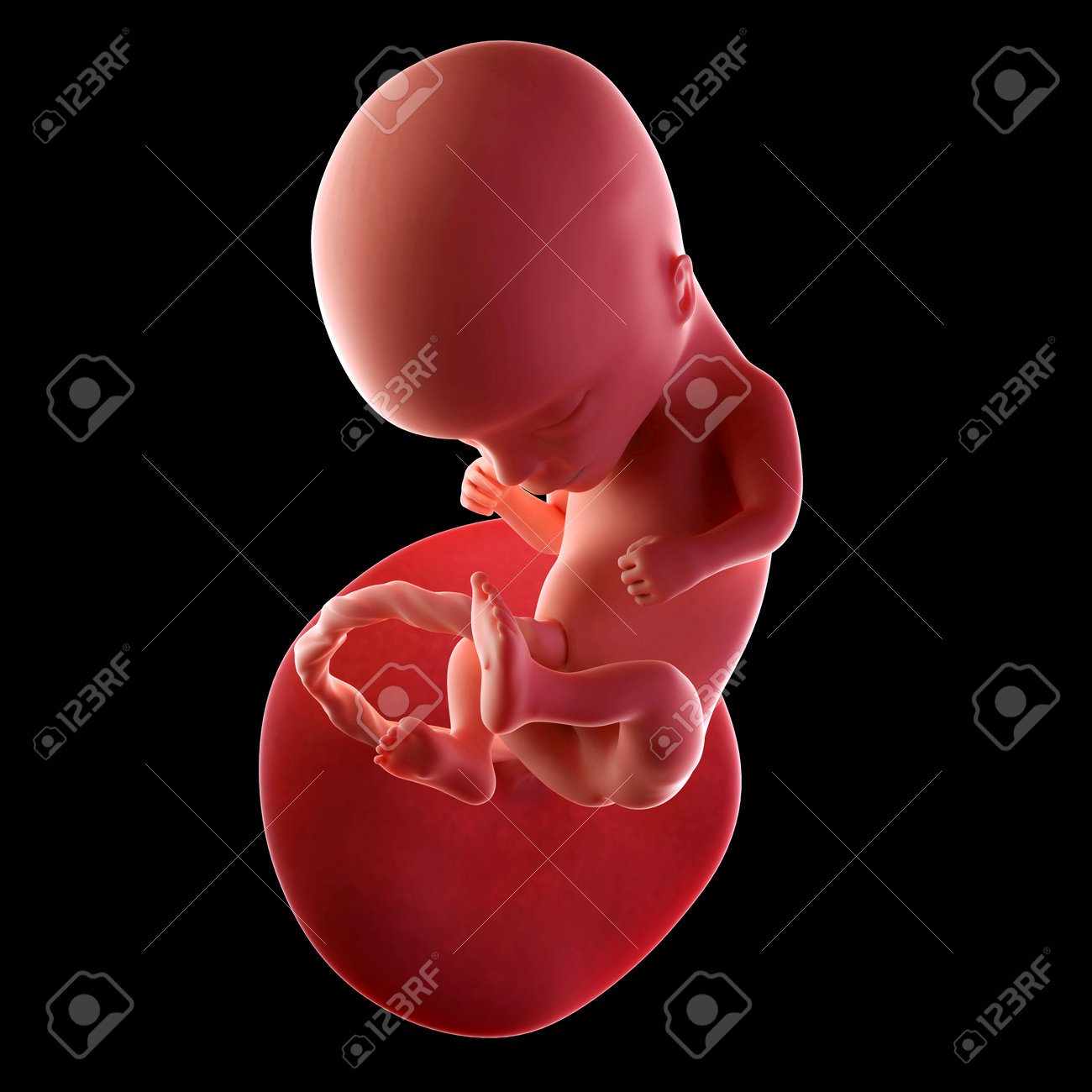 14 週で胎児の医療の正確なイラスト の写真素材 画像素材 Image 14 週で胎児の医療の正確なイラスト の写真素材 画像素材 Image