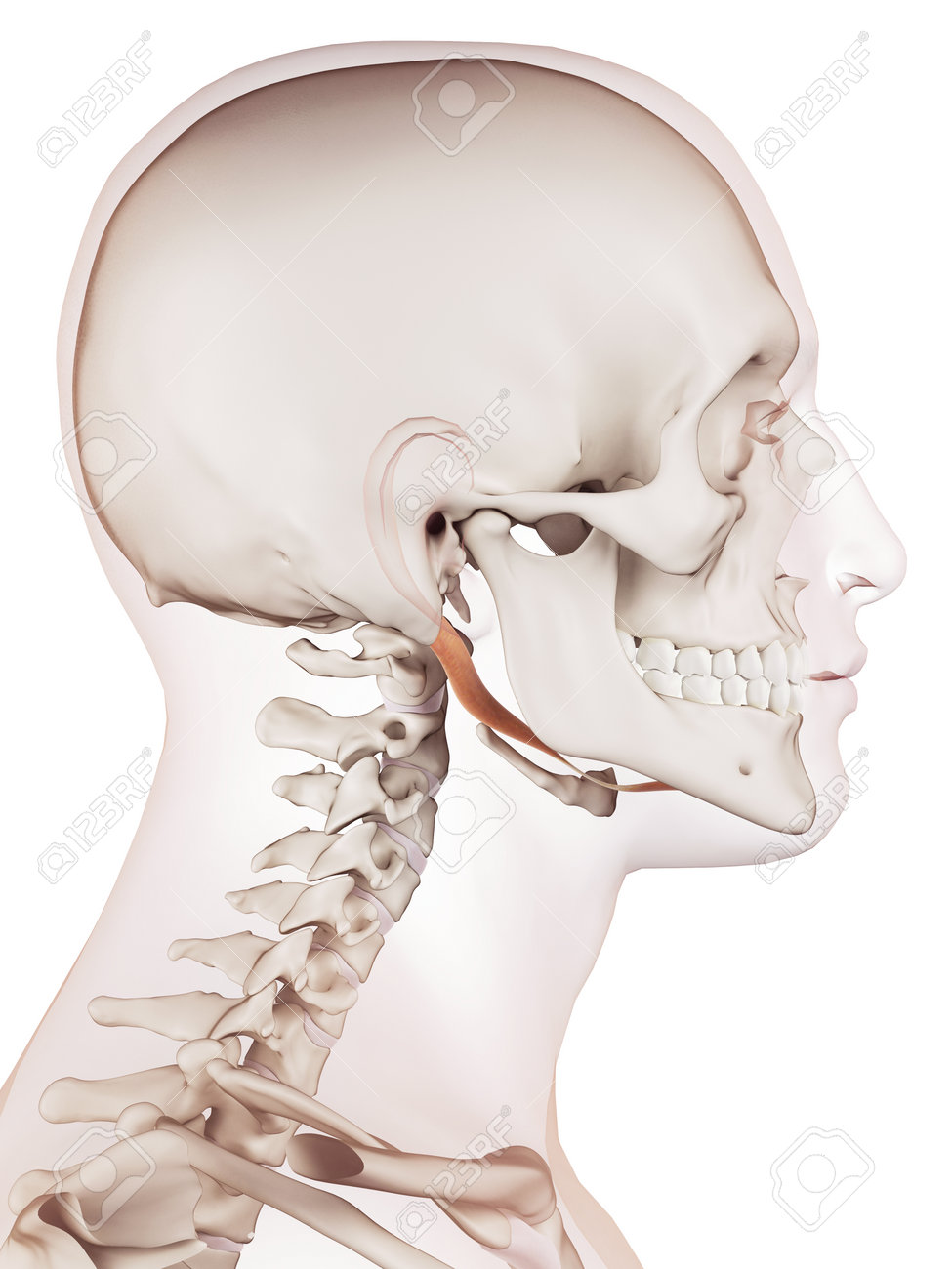医学的に正確な筋 顎二腹筋の図 の写真素材 画像素材 Image