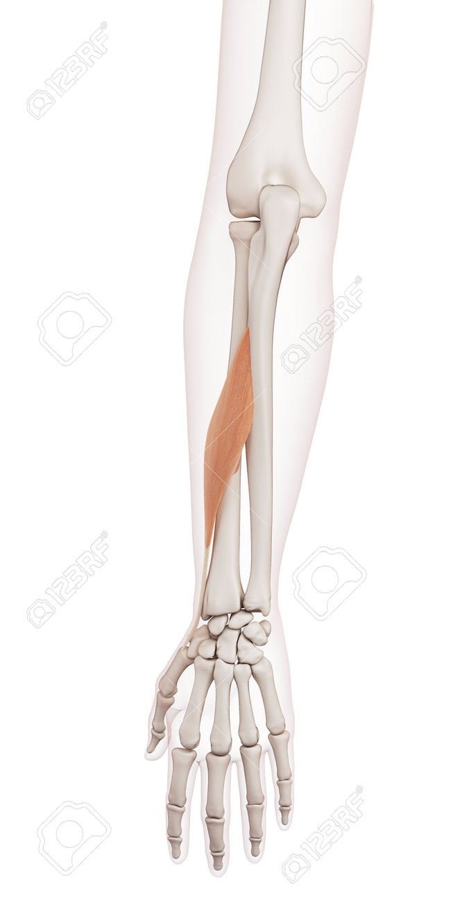 医学的に正確な筋長母指外転筋の図 の写真素材 画像素材 Image