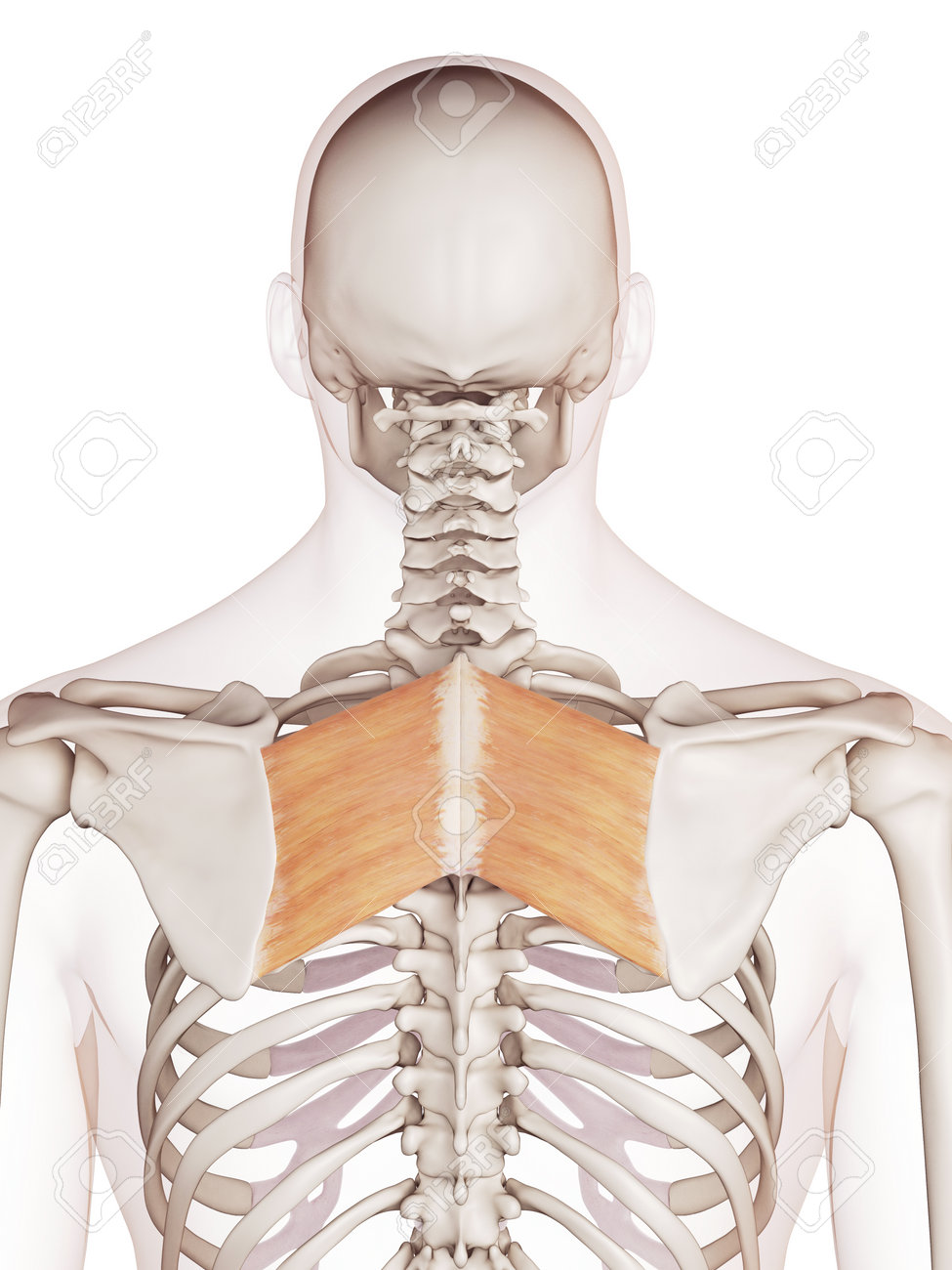 菱形の主要な医学的に正確な筋肉図 の写真素材 画像素材 Image