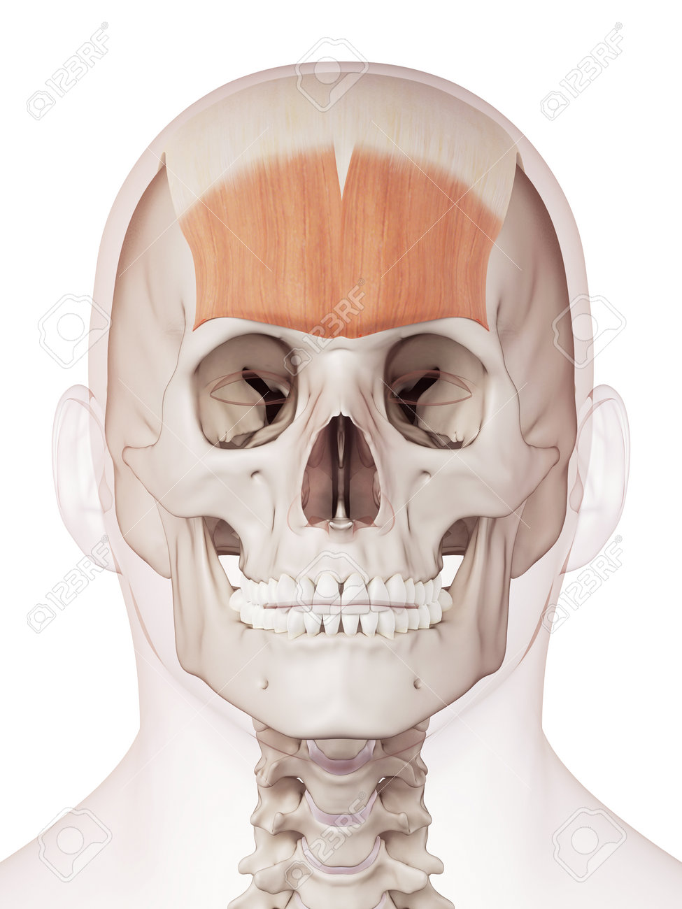 medically accurate muscle illustration of the frontalis stock photo