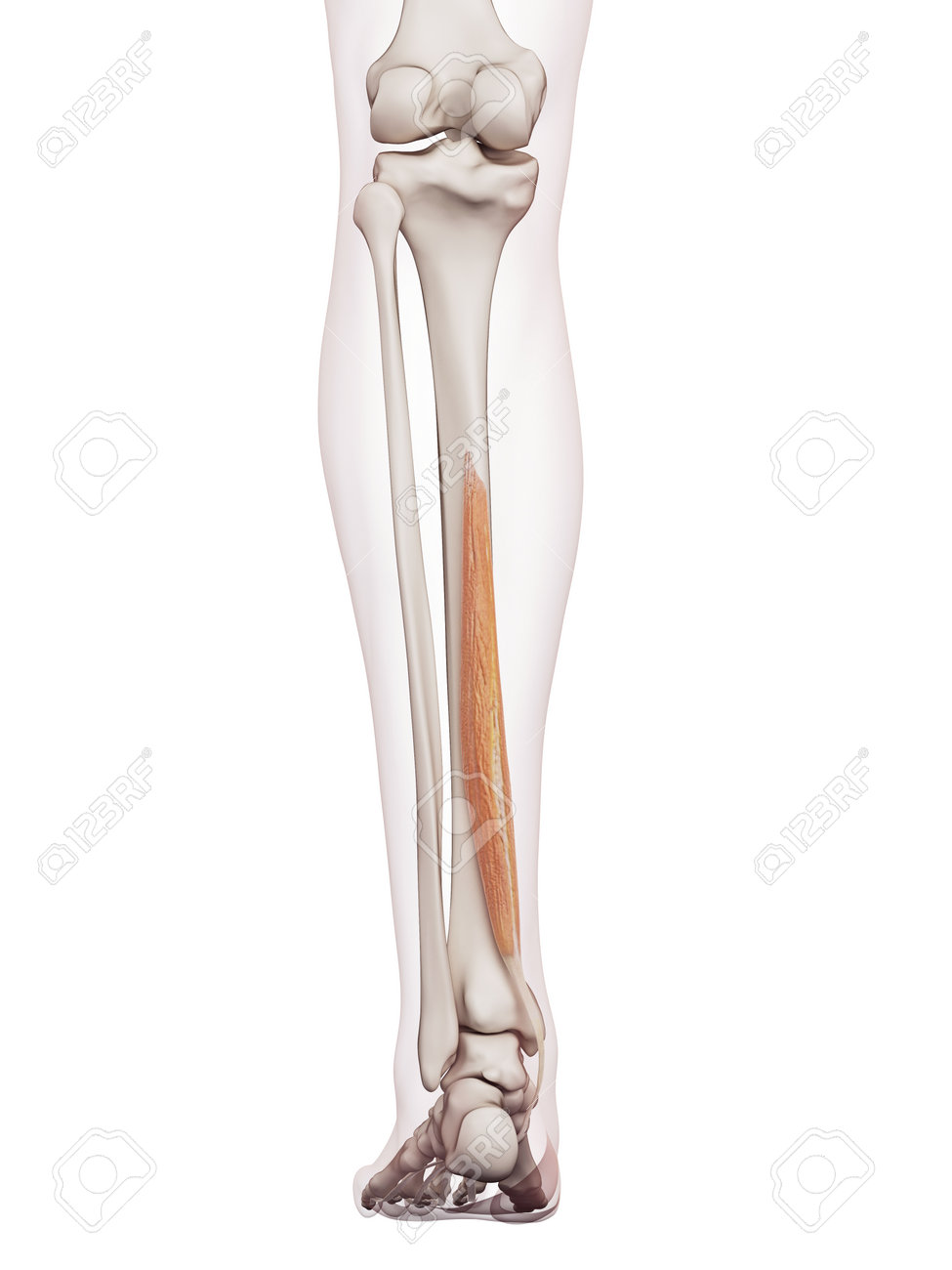medically accurate muscle illustration of the flexor digitorum
