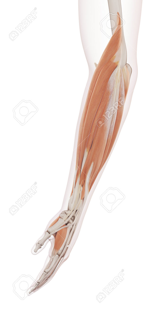 下腕の筋肉の医学的に正確な筋肉図 の写真素材 画像素材 Image