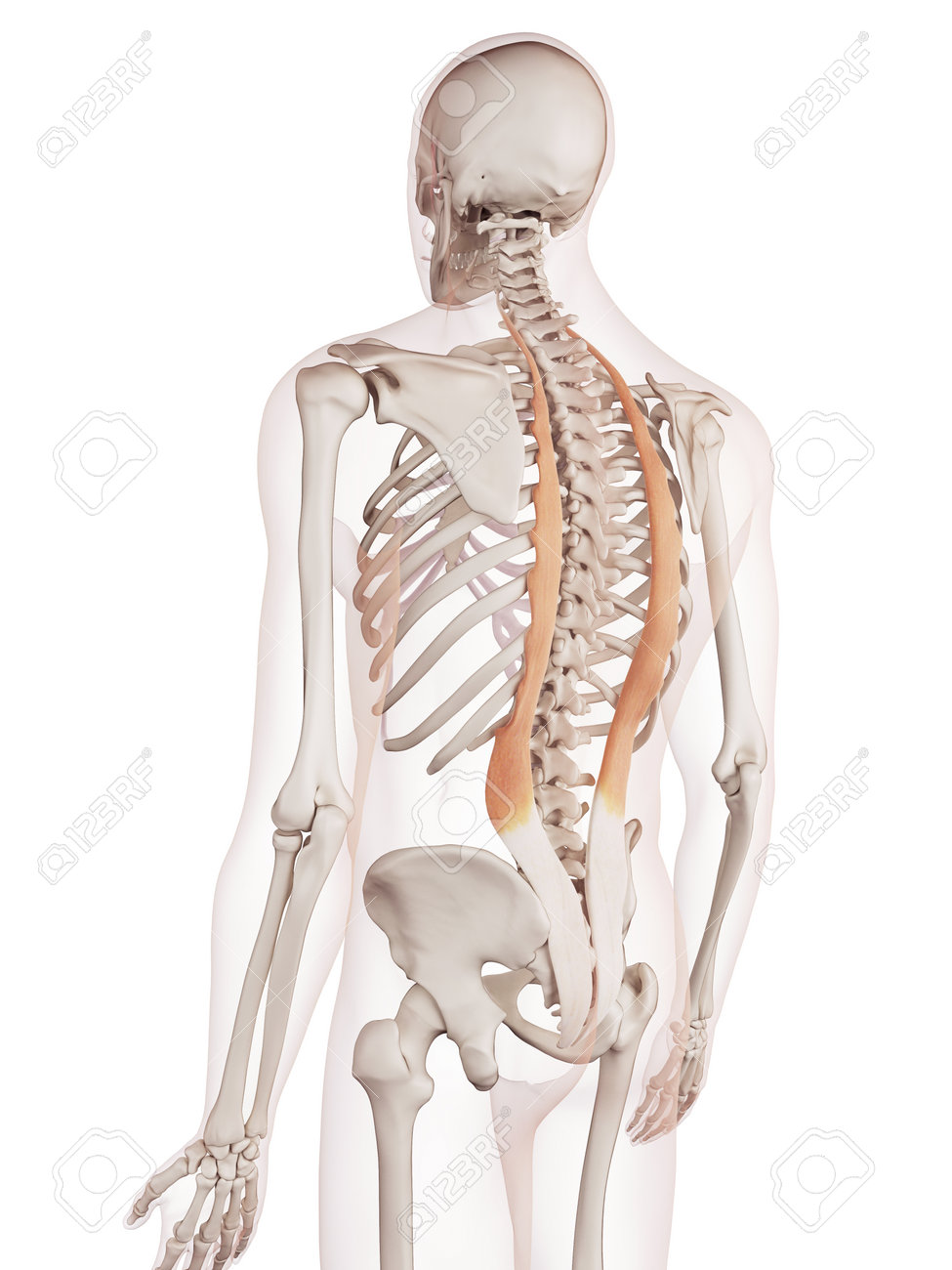 medically accurate muscle illustration of the iliocostalis stock