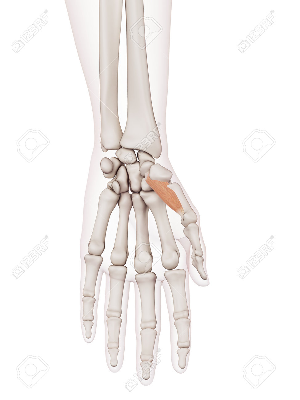 母指対立筋の医学的に正確な筋肉図 の写真素材 画像素材 Image