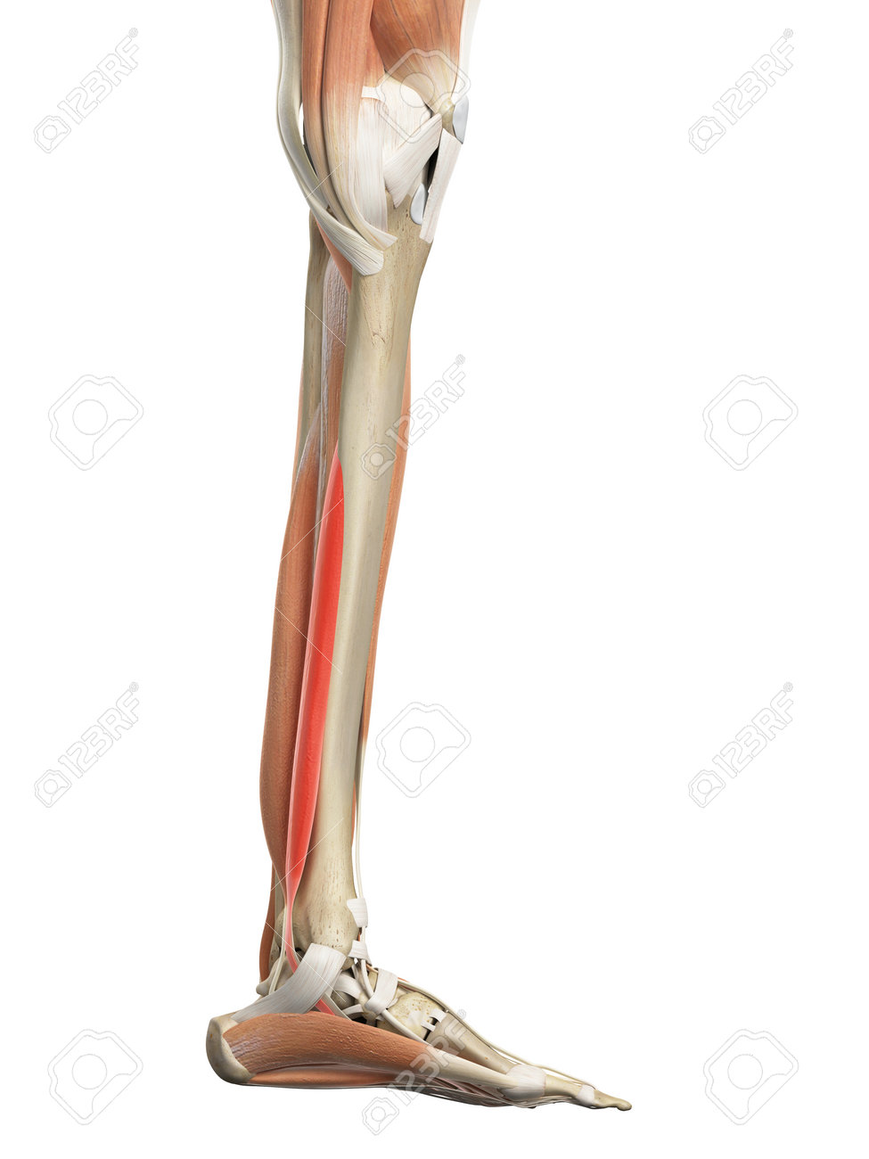 medically accurate illustration of the flexor digitorum longus stock