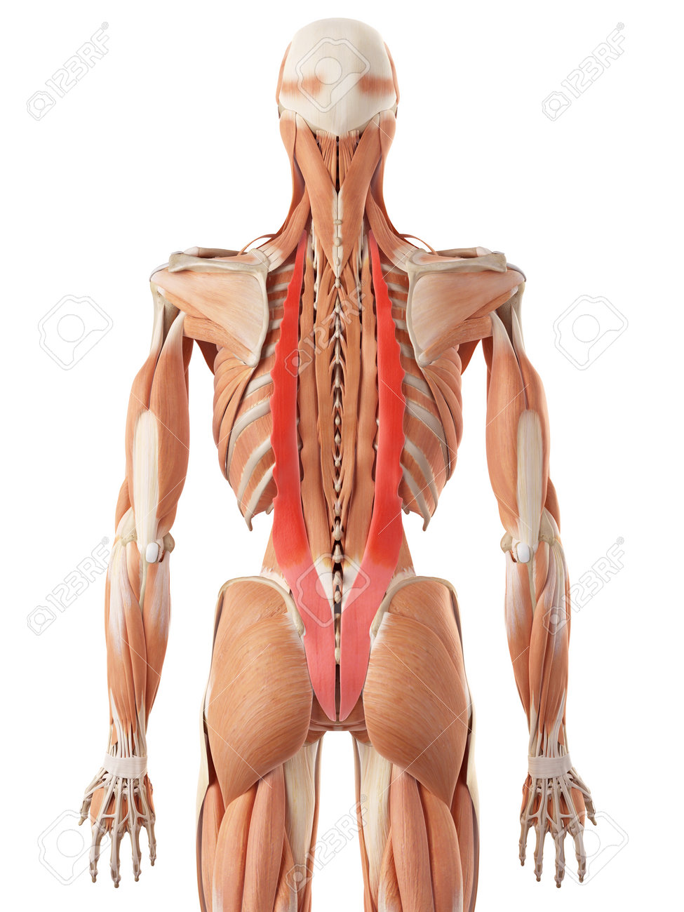 medically accurate illustration of the iliocostalis stock photo
