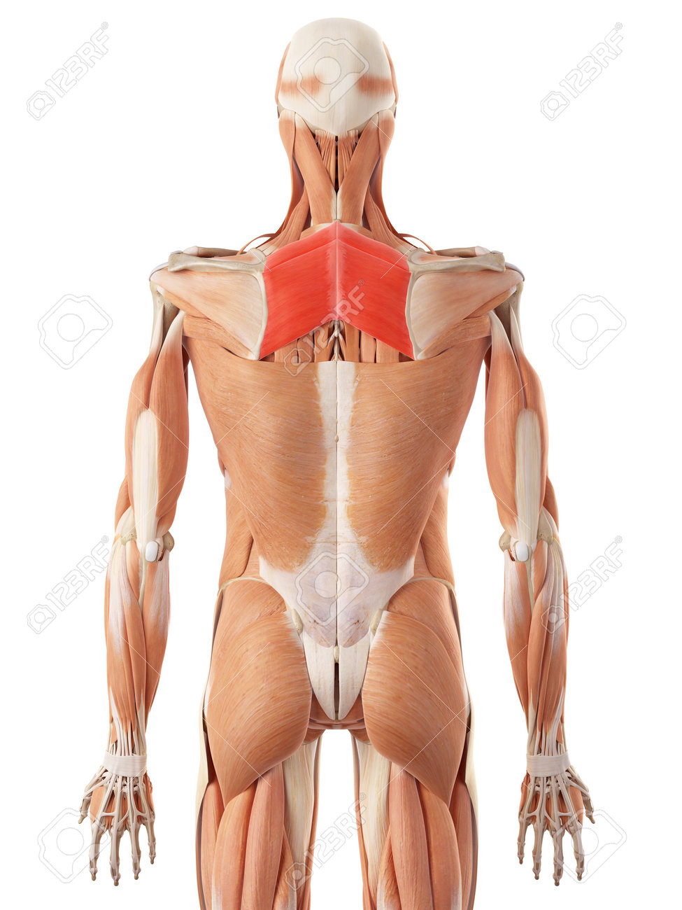 medically accurate illustration of the rhomboid stock photo picture