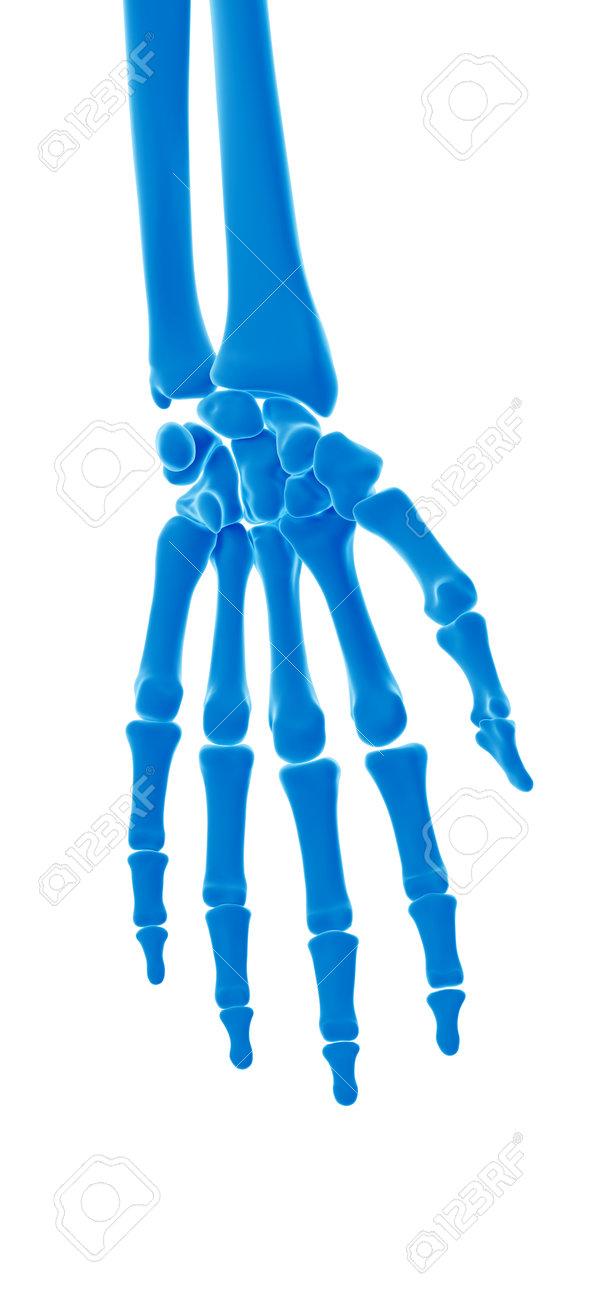 骸骨の手の医学的に正確な図 の写真素材 画像素材 Image