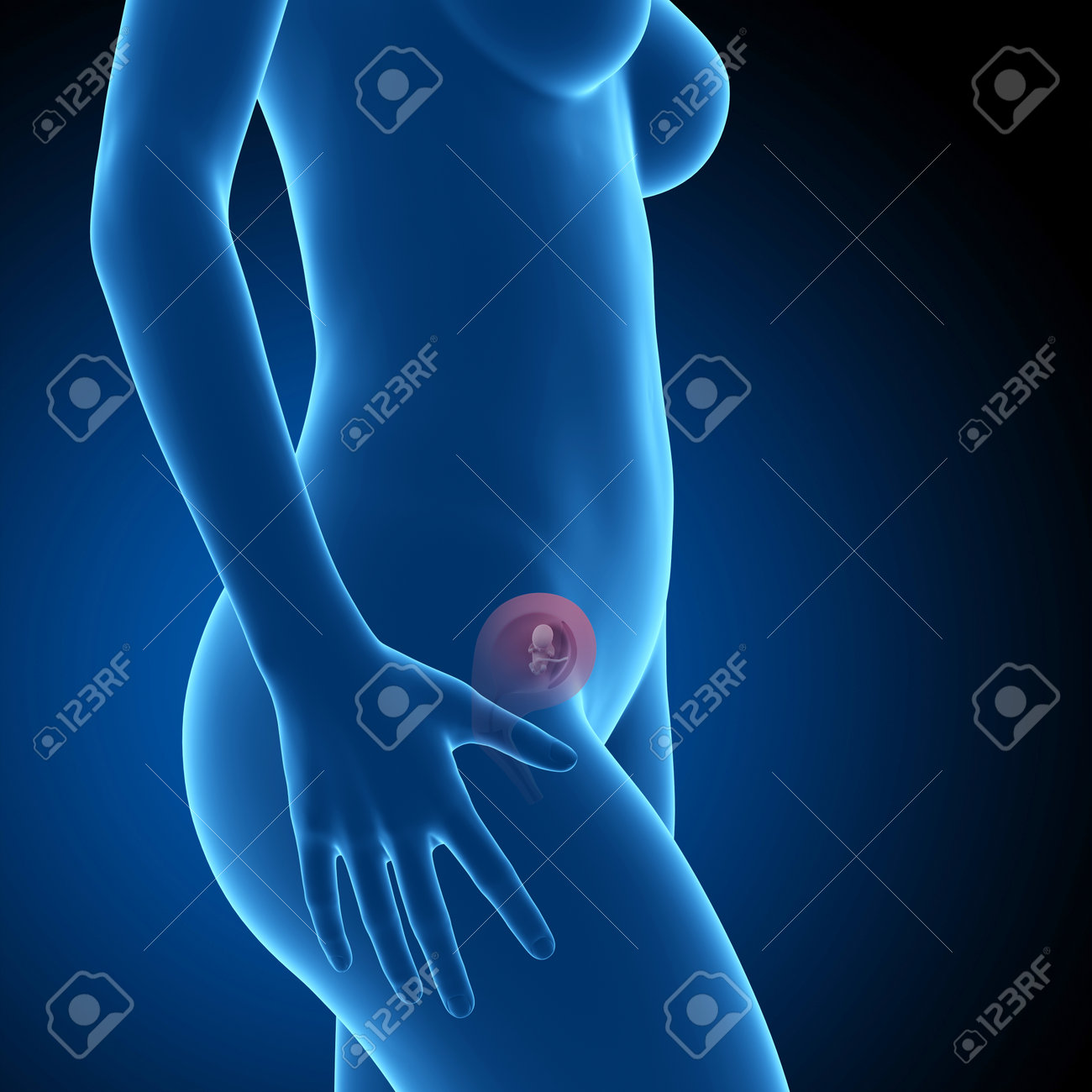 目に見える胎児 12 週の妊娠中の女性 の写真素材 画像素材 Image