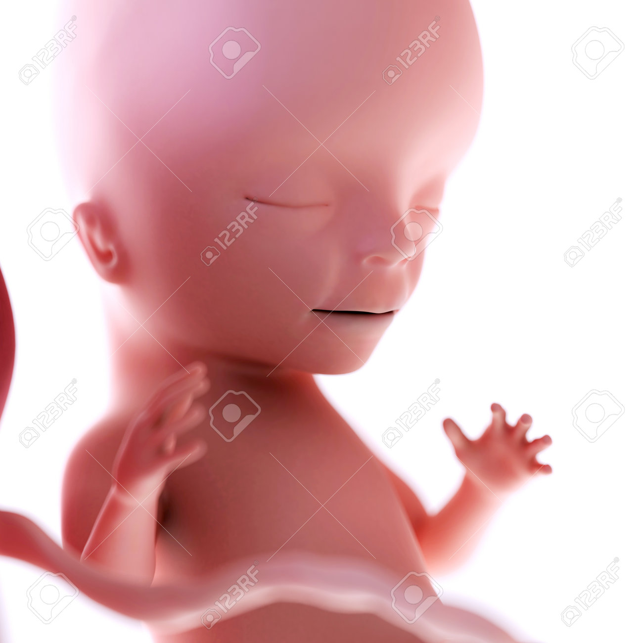 15 週で胎児の医学的に正確な図 の写真素材 画像素材 Image 4444