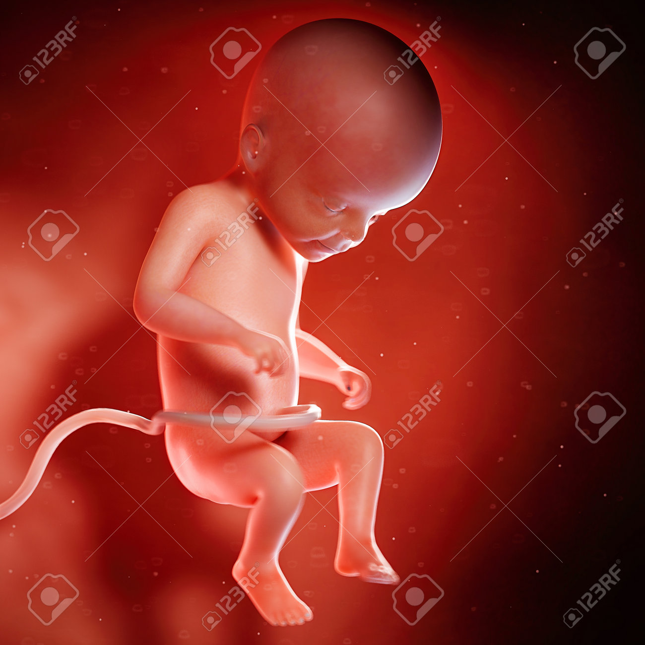 22 週で胎児の 3 D レンダリングされた医学的に正確な図 の写真素材 画像素材 Image