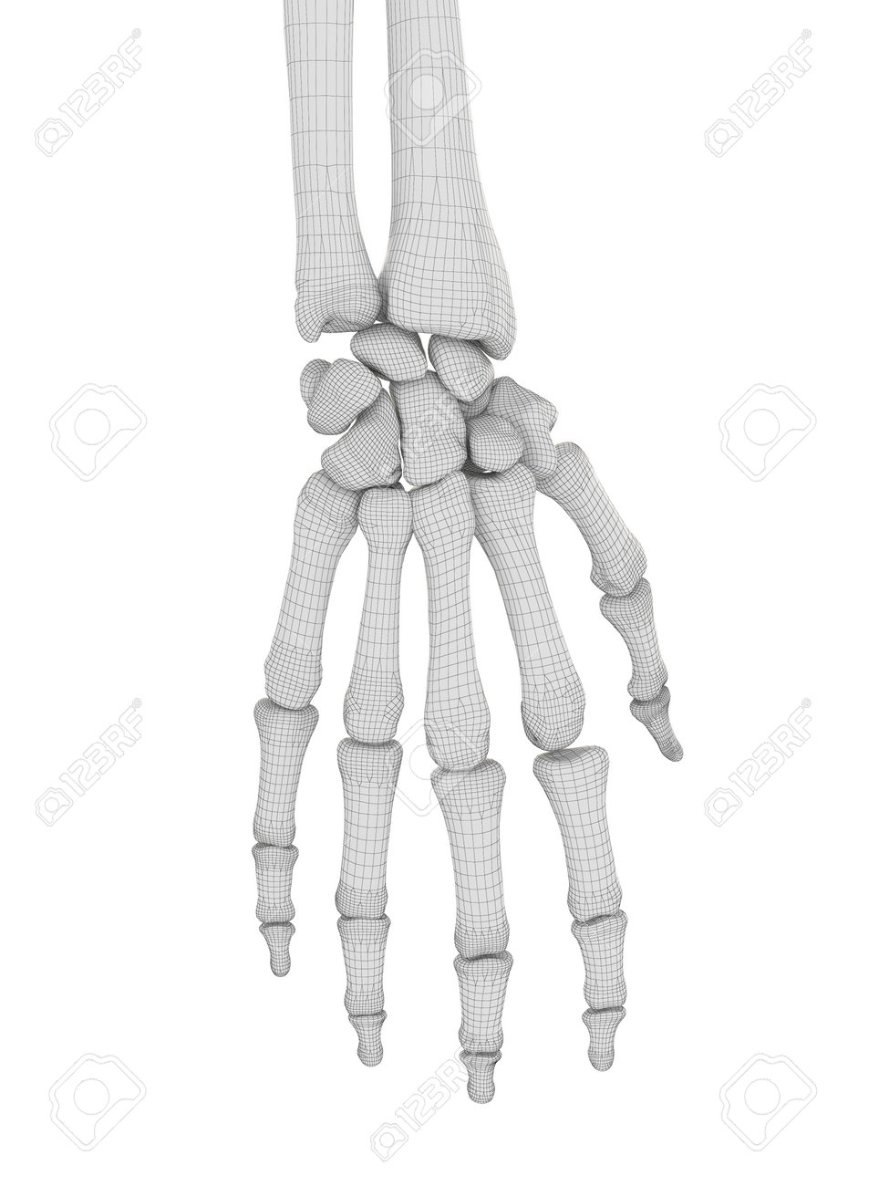 3d は手の骨の医学的に正確なイラストをレンダリング の写真素材 画像素材 Image