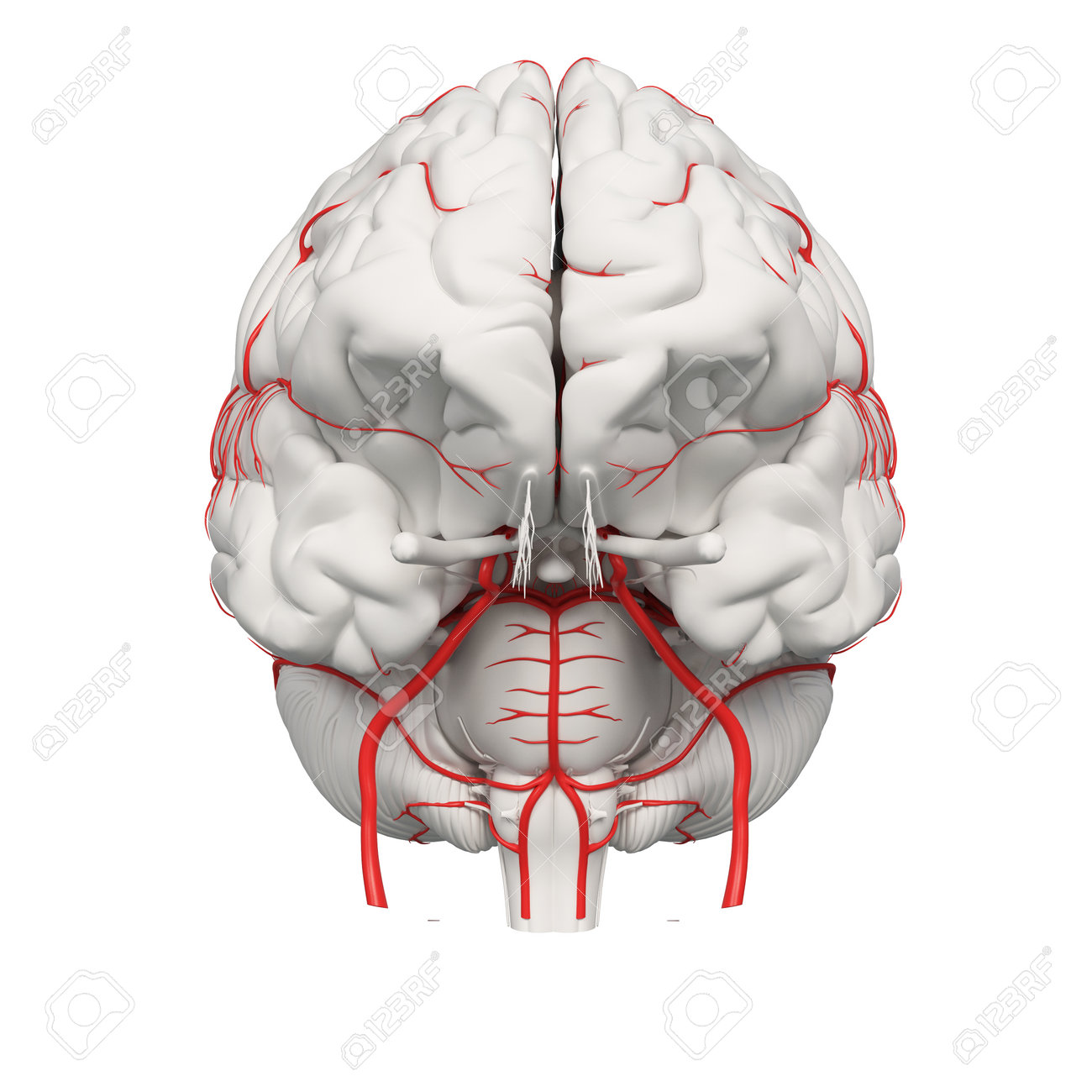 脳動脈の医学的に正確なイラストを3d レンダリング の写真素材 画像素材 Image
