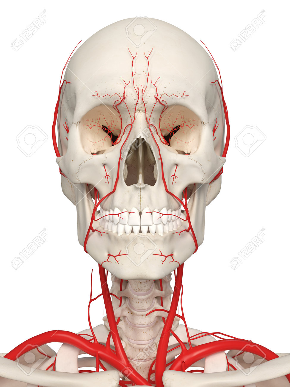 3d rendered medically accurate illustration of the head arteries arteries of the face