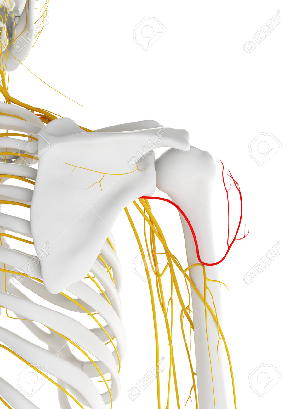腋窩神経の 3 D レンダリングされた医学的に正確な図 の写真素材 画像素材 Image