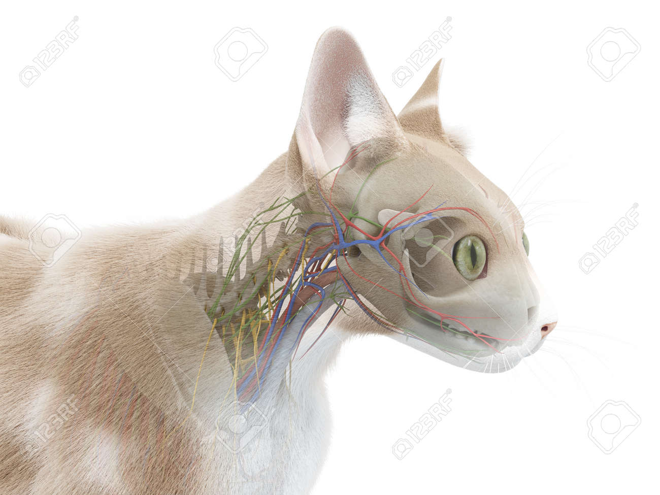 etiam-dictum-ipsum-a-felis
