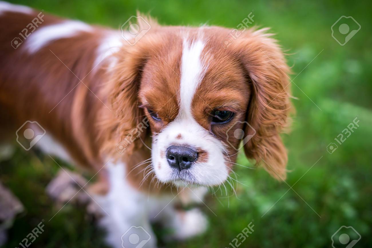 little spaniel dog
