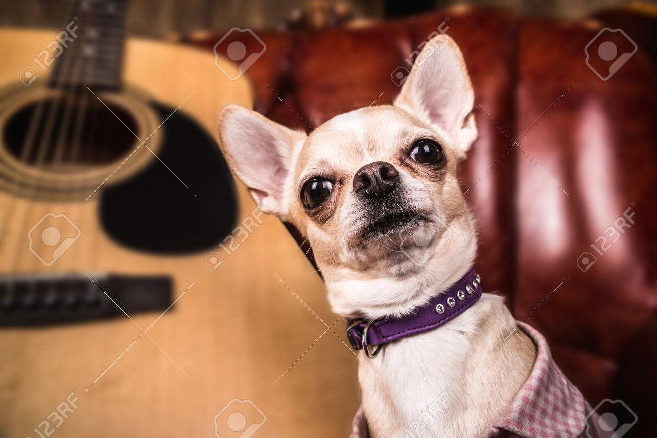 Chihuahua Picture Frame