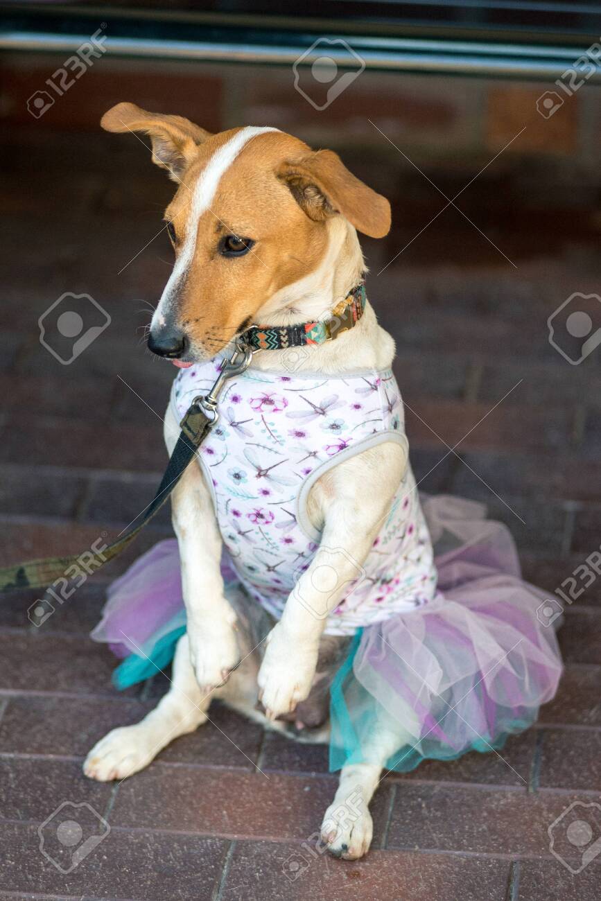 jack russell outfits