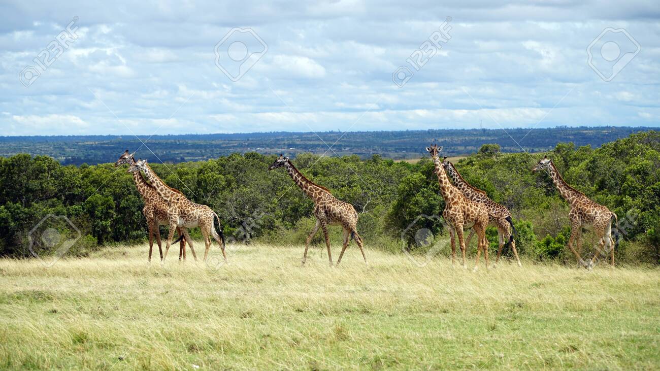 Wild Giraffes in National Park of Kenya, Africa - 146048225 Wild Giraffes in National Park of Kenya, Africa - 146048225