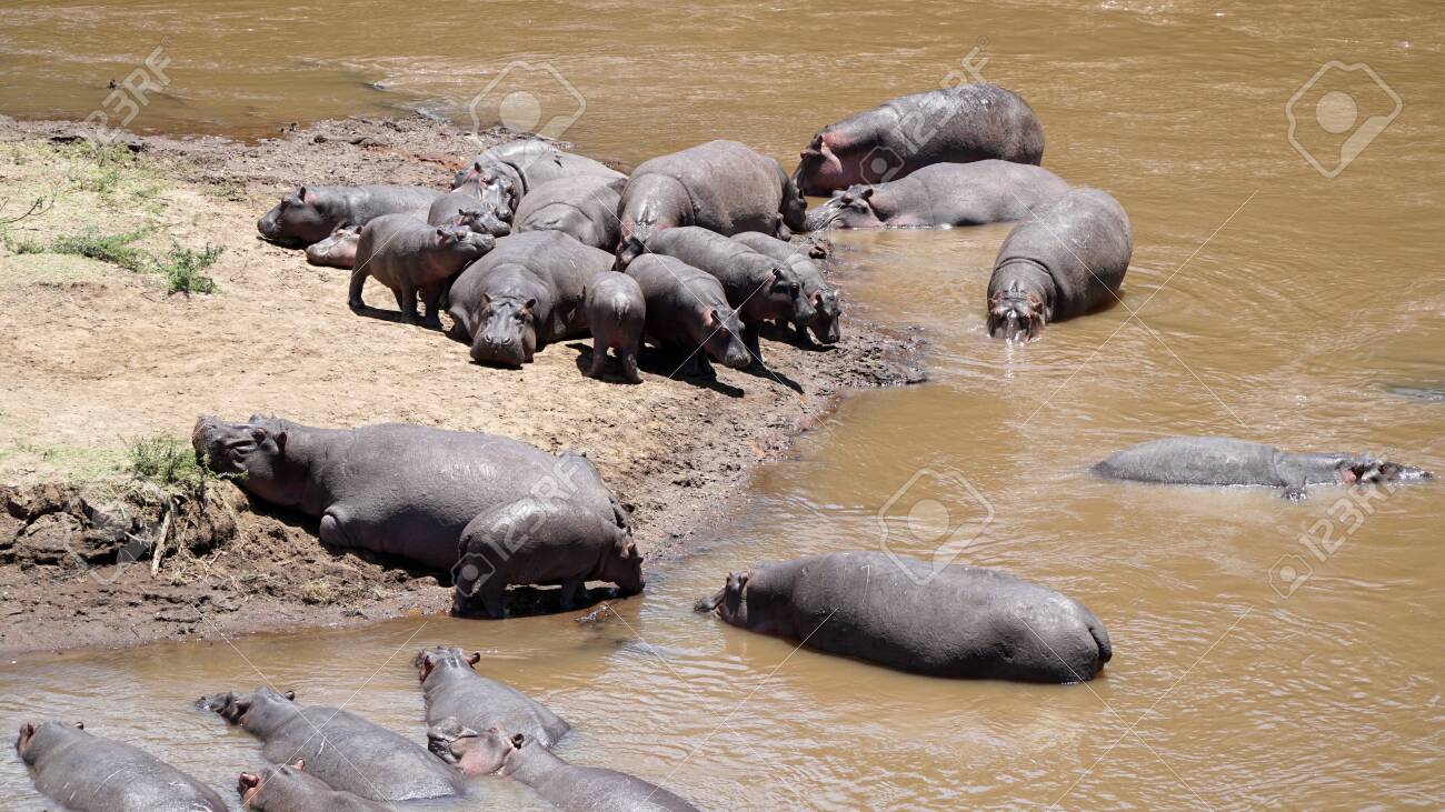 A Group of Hippopotamus and Hippos in the River, Kenya Africa - 146047978 A Group of Hippopotamus and Hippos in the River, Kenya Africa - 146047978