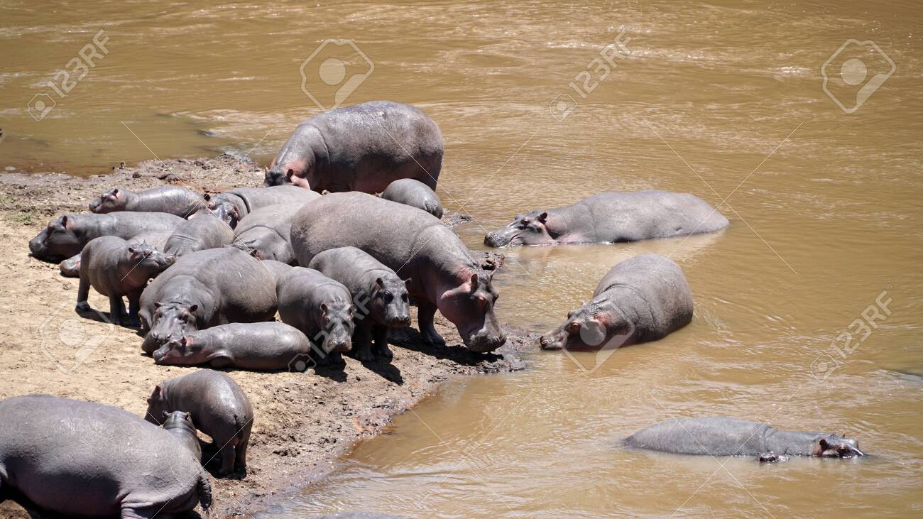 A Group of Common Hippopotamus or Hippo in the River - 146345940 A Group of Common Hippopotamus or Hippo in the River - 146345940