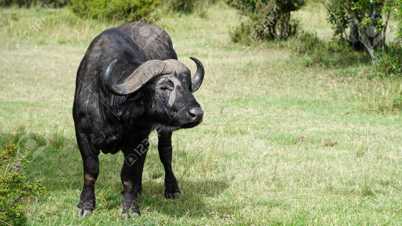 African Buffalo Or Cape Buffalo (Syncerus Caffer) - 146345944 African Buffalo Or Cape Buffalo (Syncerus Caffer) - 146345944