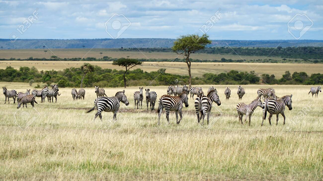 African Zebras in The Savannah. Masai Mara, Kenya. - 146346026 African Zebras in The Savannah. Masai Mara, Kenya. - 146346026