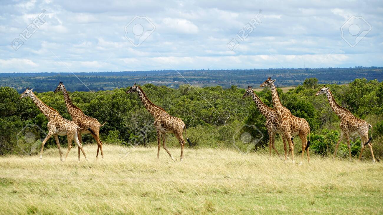 Wild Giraffes in National Park of Kenya, Africa - 144135002 Wild Giraffes in National Park of Kenya, Africa - 144135002